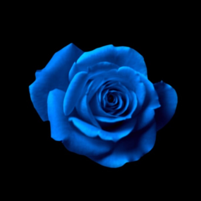 blue玫瑰3通道玫瑰花