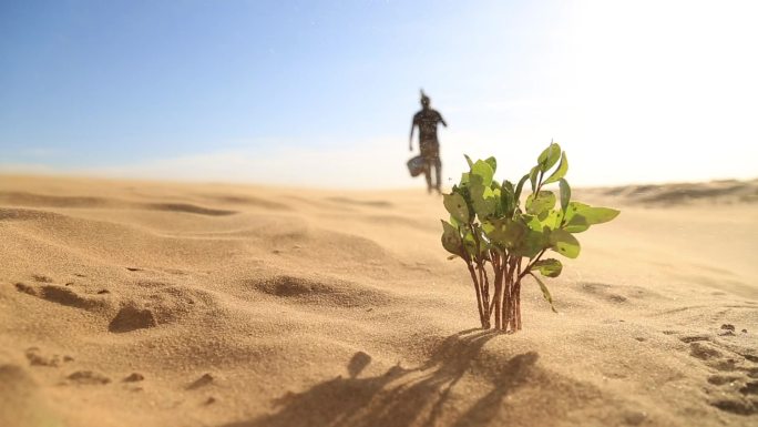 沙漠植物生命