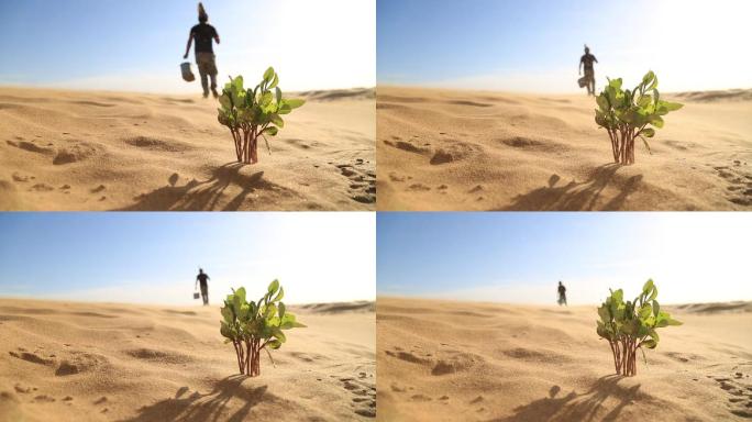 沙漠植物生命