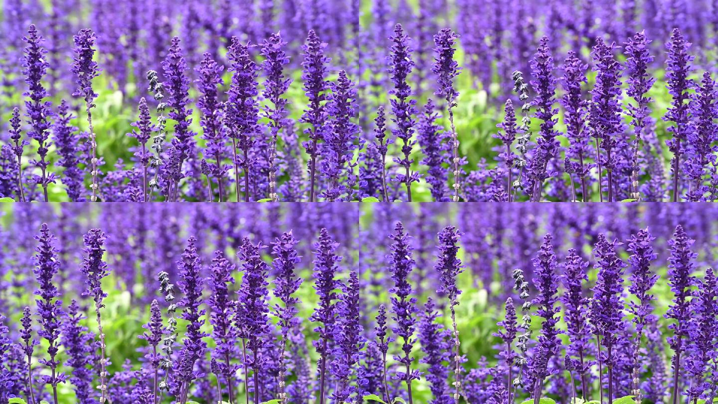 紫色浪漫薰衣草