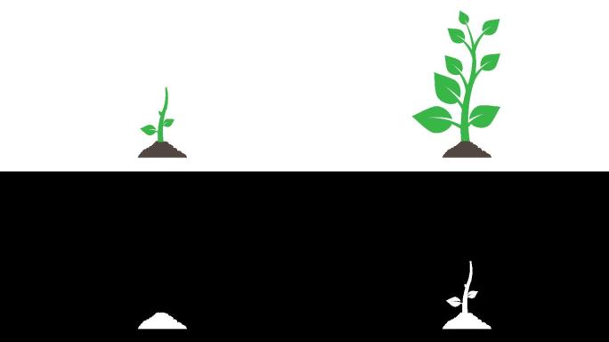植物生长动画与可选的羽扇豆哑光