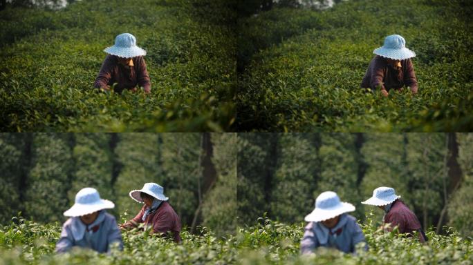 信阳茶山茶农采茶4k