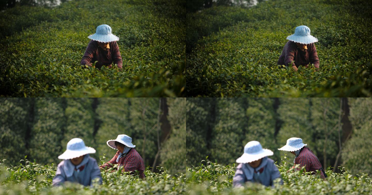 信阳茶山茶农采茶4k