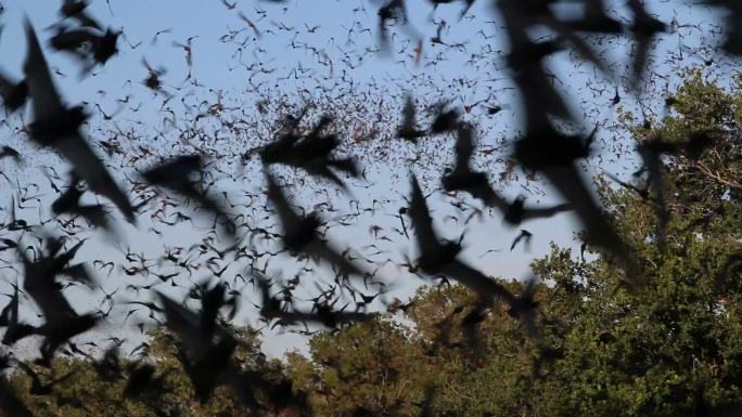 百万墨西哥自由尾蝙蝠德克萨斯州