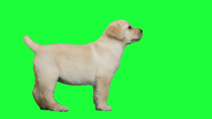 绿色屏幕上的拉布拉多犬