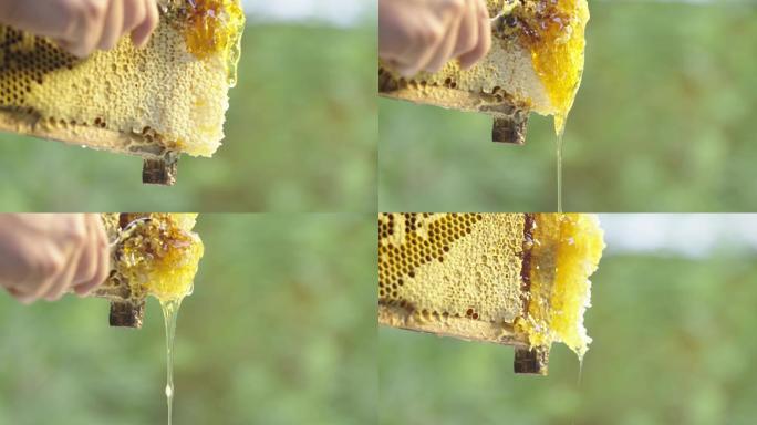 取蜂蜜