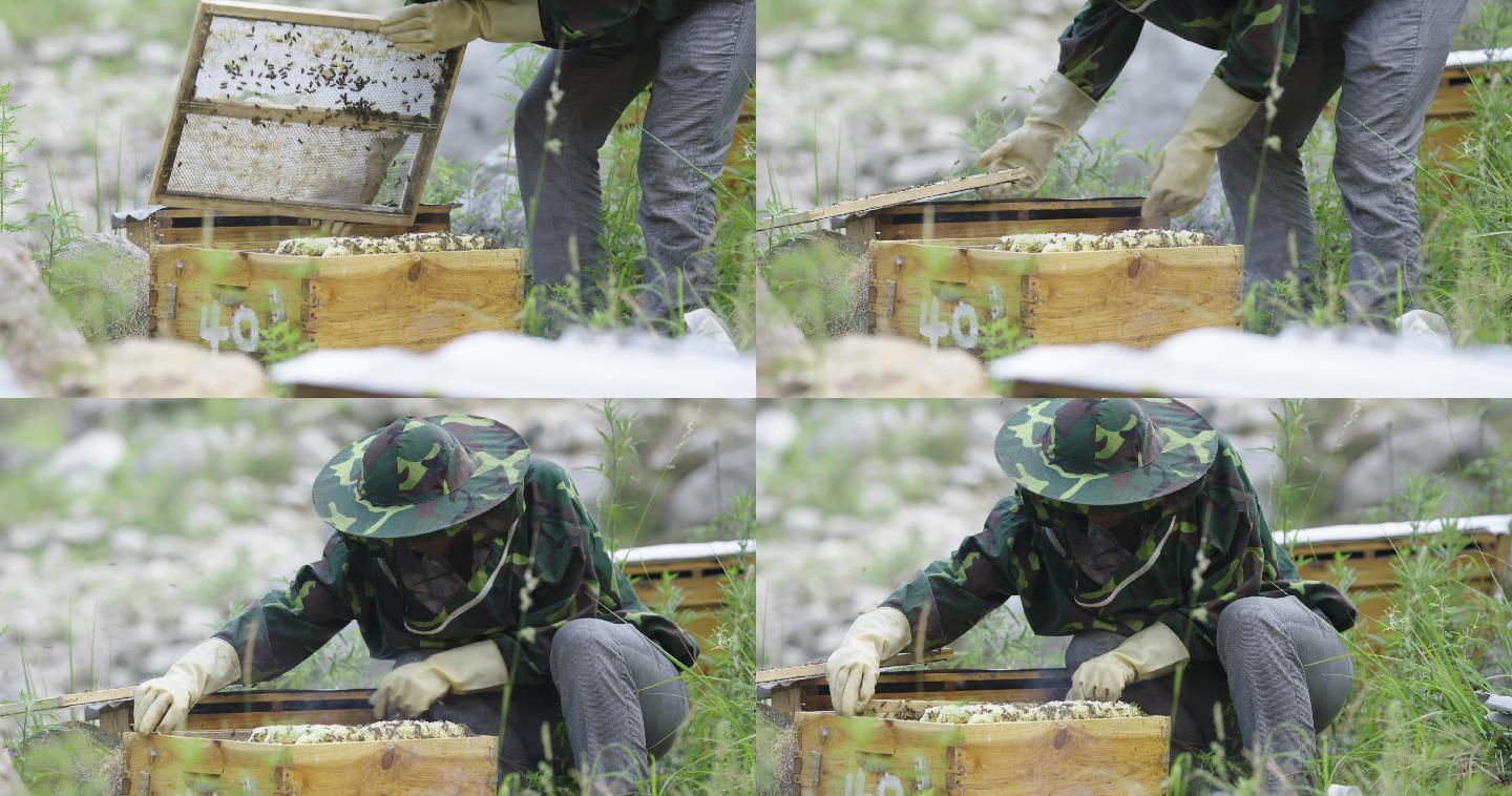 扶贫助农养蜂项目