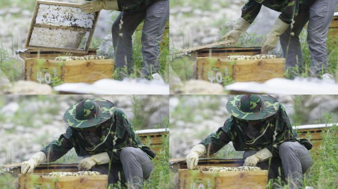 扶贫助农养蜂项目