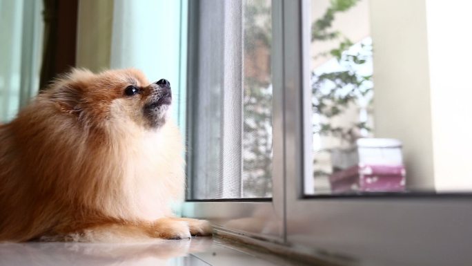 趴在窗户边的小狗