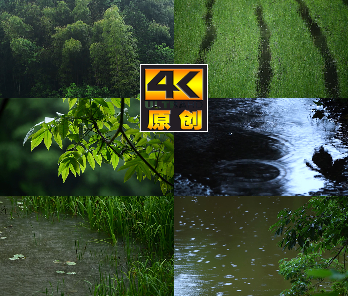 唯美雨天下雨植物水珠水滴雨落雨滴树叶空镜