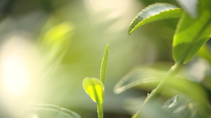 信阳茶叶明前毛尖特写4k