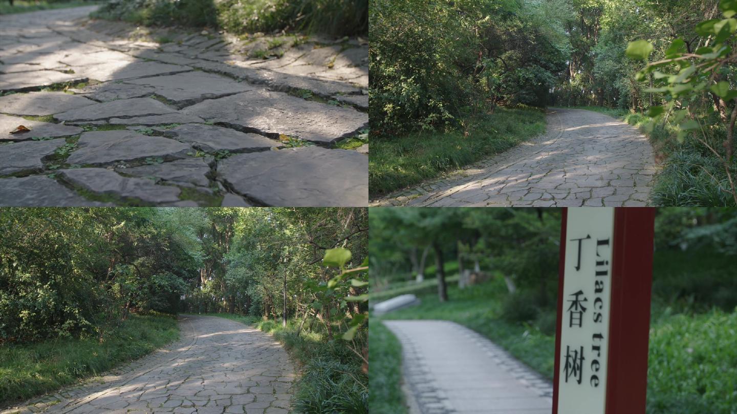 雨花台丁香树丁香路烈士空镜C020