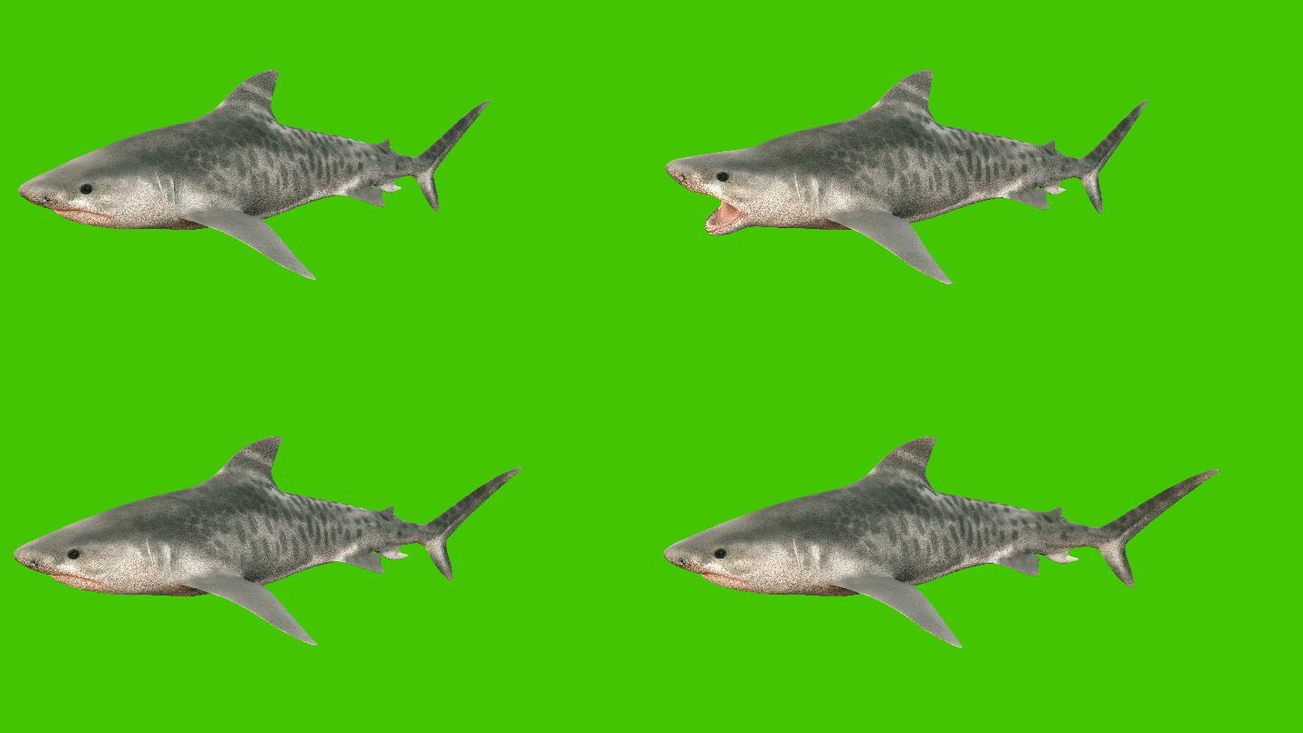 一条大鲨鱼在绿色屏幕上游动。