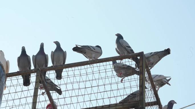 赛鸽农业养殖鸽子天空自由飞翔