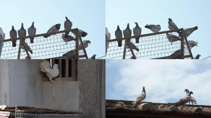 赛鸽农业养殖鸽子天空自由飞翔