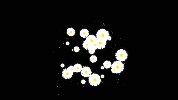 爆炸小白菊花