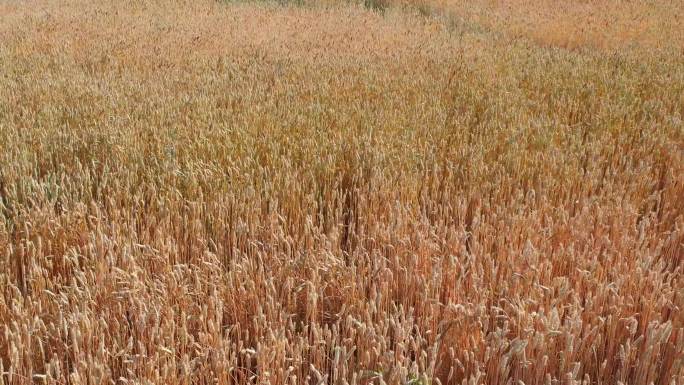 航拍麦田山区小麦旱地小麦