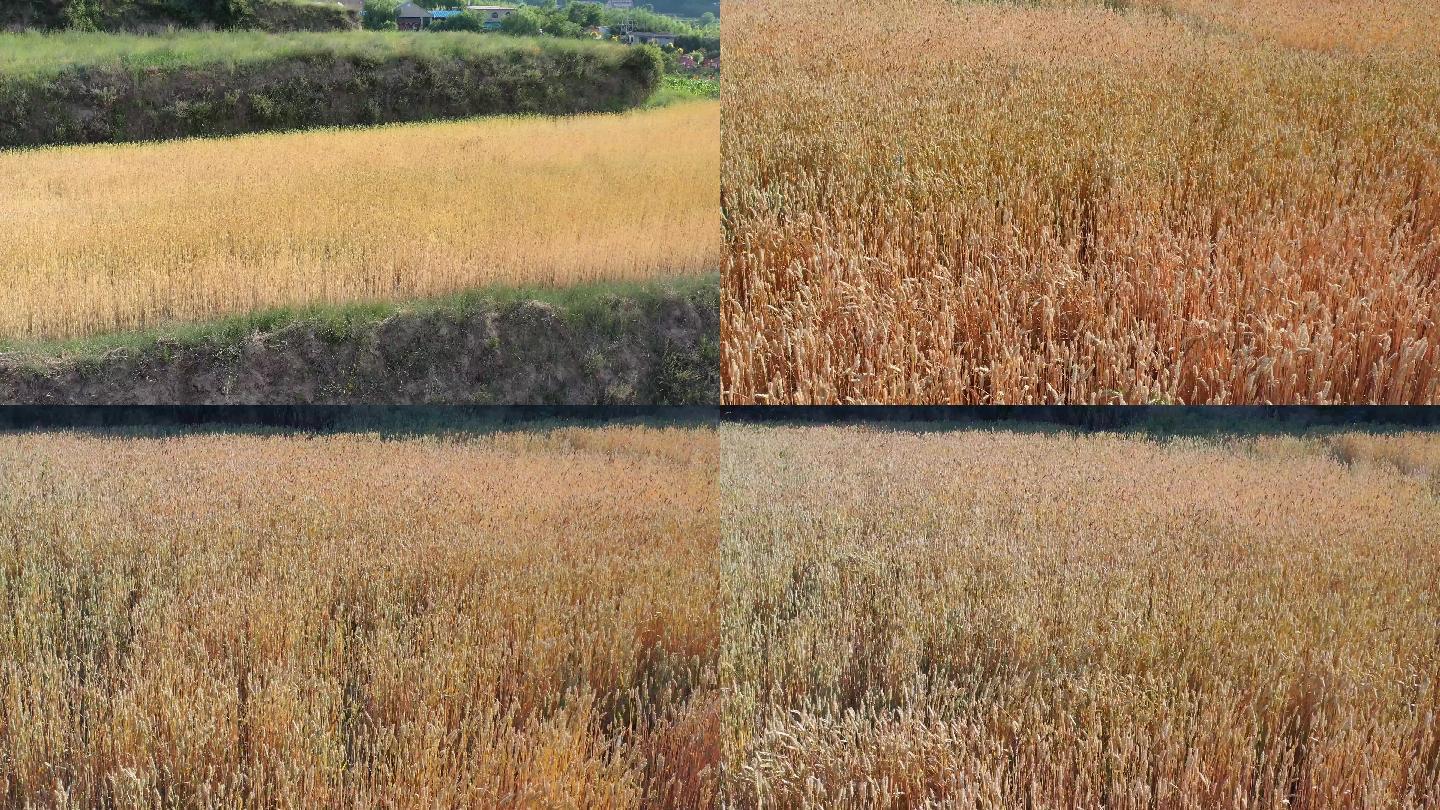 航拍麦田山区小麦旱地小麦