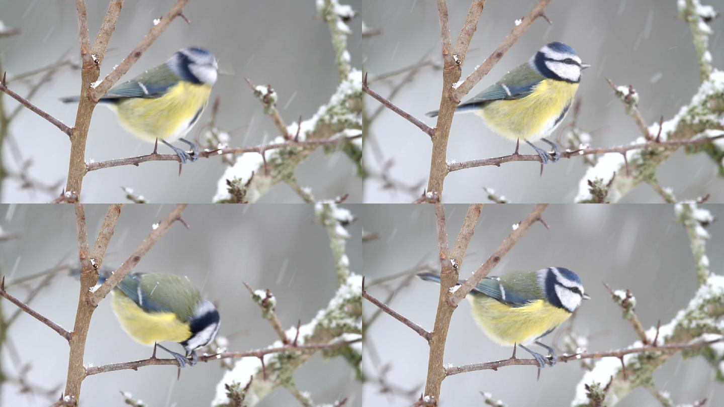 蓝山雀小鸟雪景枝头树枝