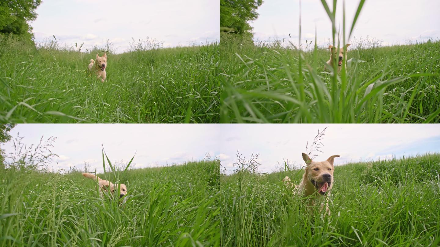 黄毛拉布拉多猎犬在草地上奔跑