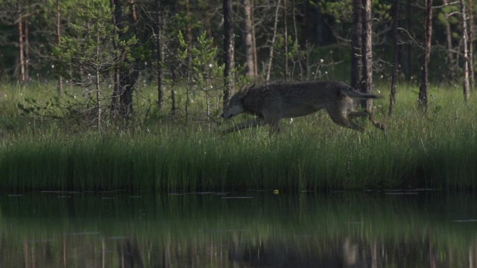 在森林里湖边奔跑的狼