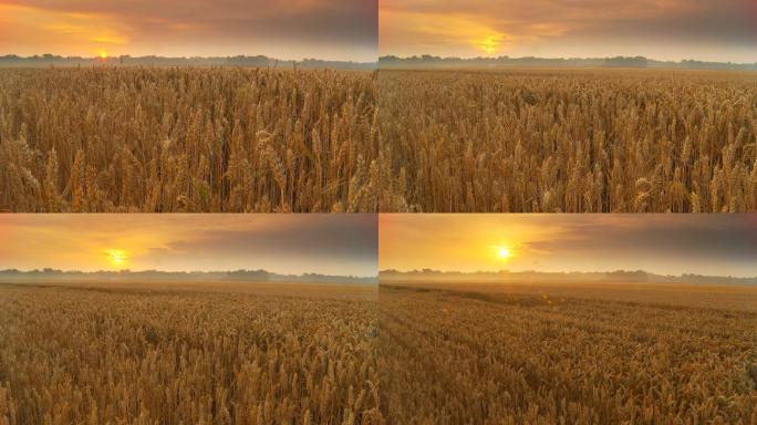 黎明时的麦田麦子丰收节农忙收割