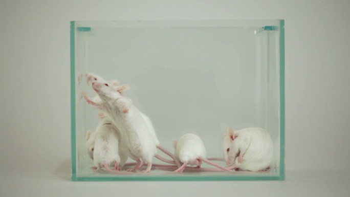 玻璃容器中的白化老鼠