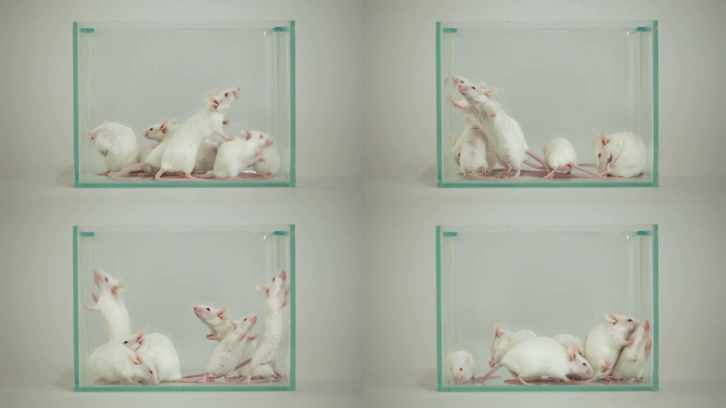 玻璃容器中的白化老鼠