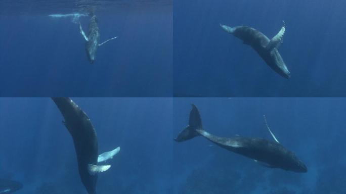 座头鲸游弋遨游水下