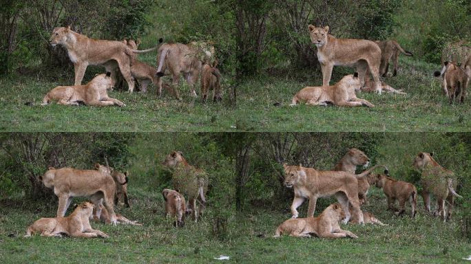 肯尼亚马赛马拉公园的一群非洲豹
