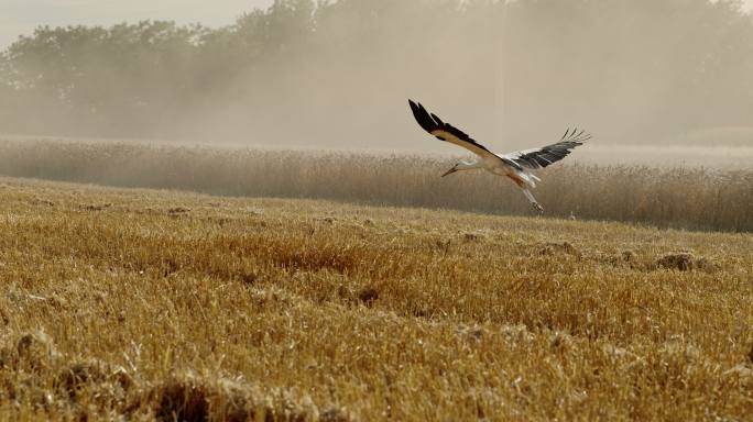 起飞的仙鹤湿地湖泊鸟类生态环境保护野生动