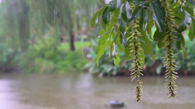 唯美雨景雨天下雨梅雨季节