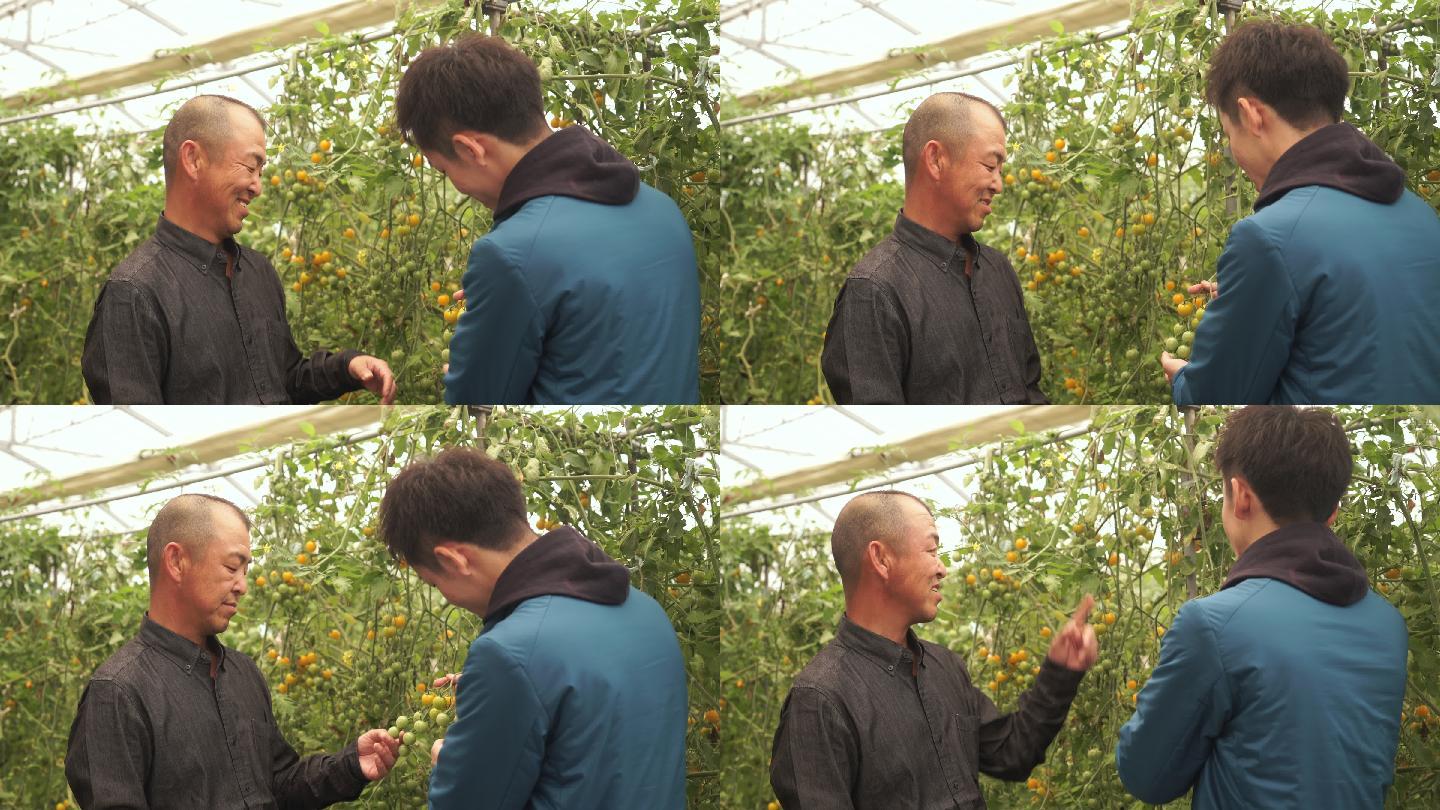 农民谈西红柿品质