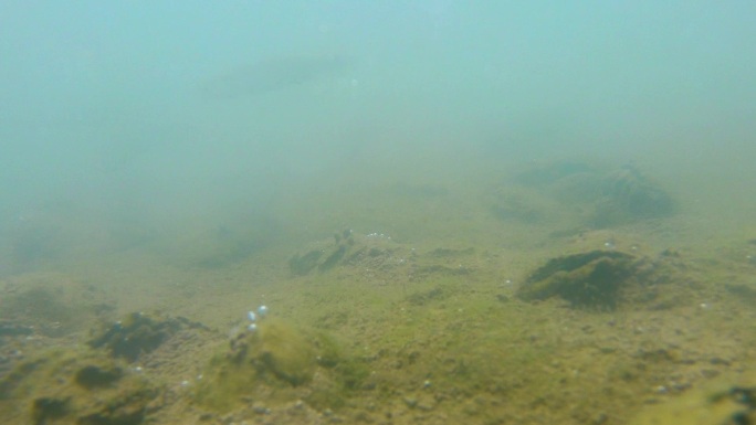 水下世界鱼海藻浑浊的湖水下鱼儿