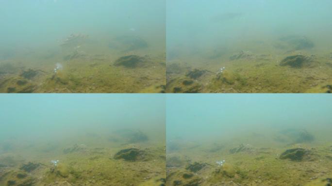 水下世界鱼海藻浑浊的湖水下鱼儿