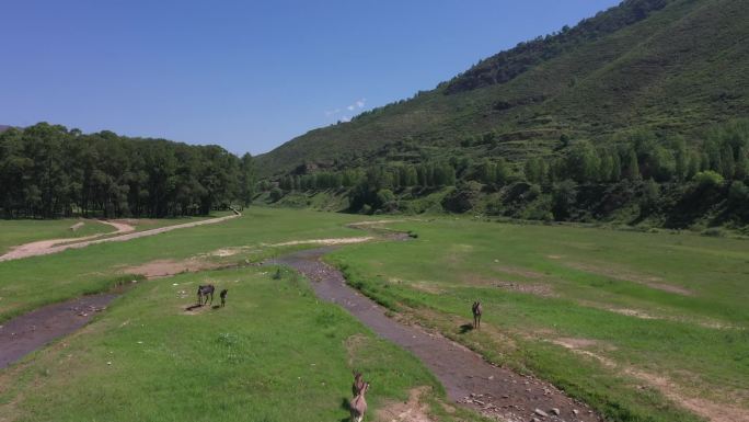 亚高山草甸大自然美丽乡村