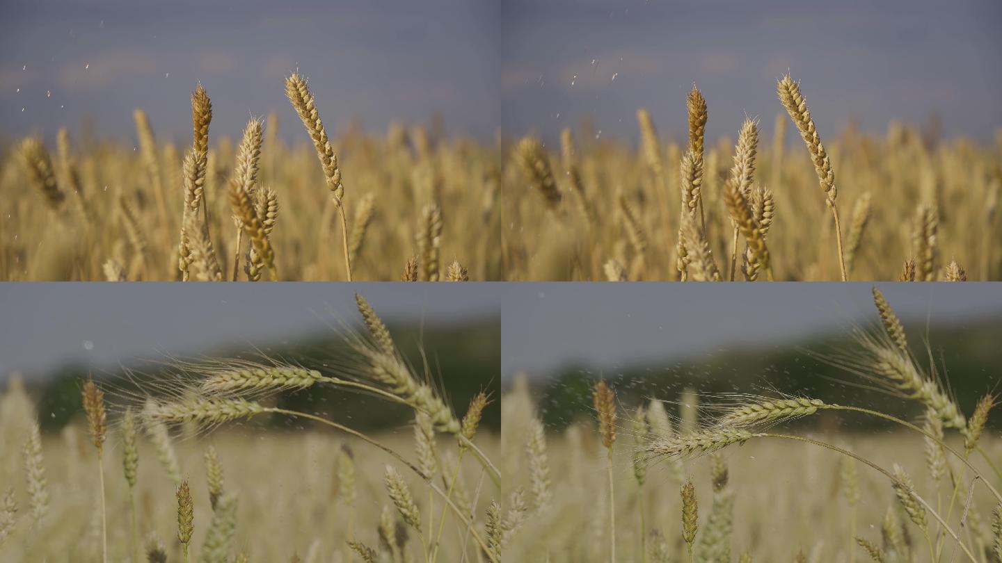 麦穗雨天小麦