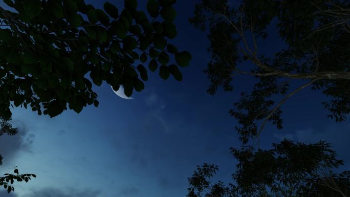 4K夜晚透过树枝看月亮