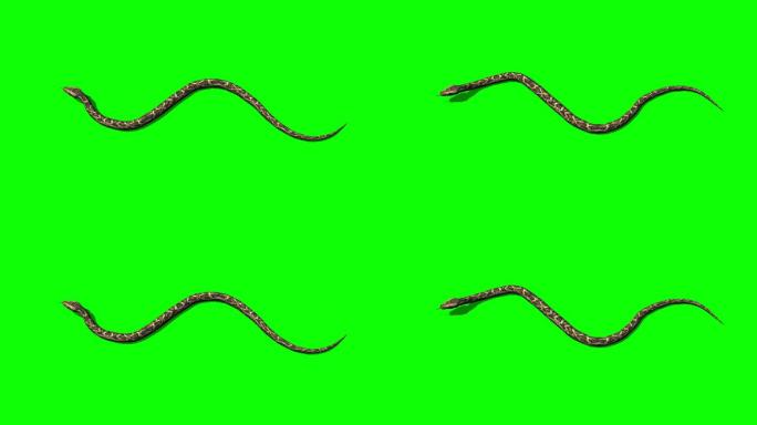 蟒蛇在绿屏上爬行