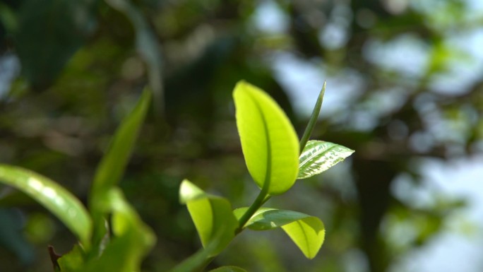 云南古茶树新叶空镜