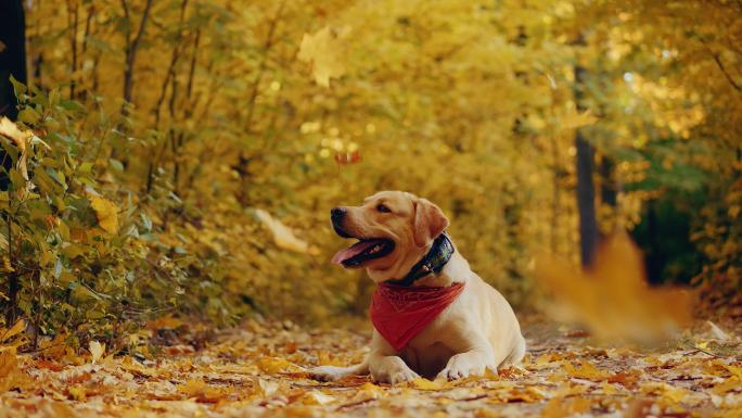 在美丽的秋天森林里散步的狗