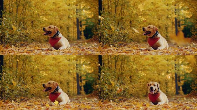 在美丽的秋天森林里散步的狗