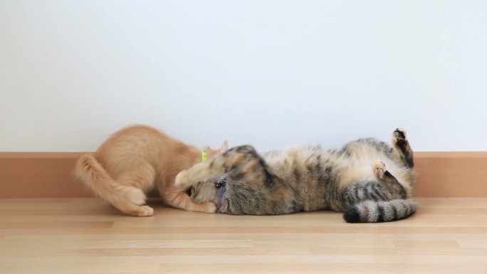 两只小猫行为关系宠物照片猫科动物