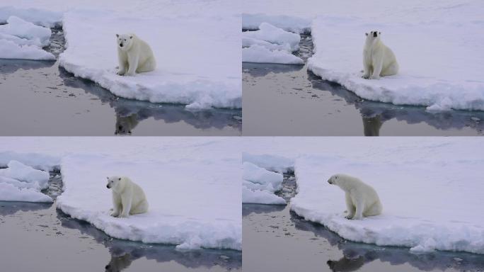 冰上的北极熊温室效应冰雪融化冬天寒冷大白