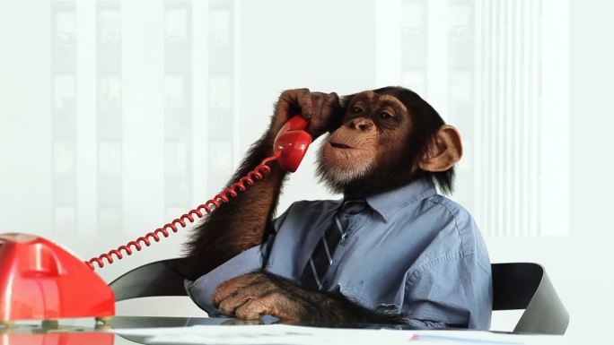黑猩猩电话服务