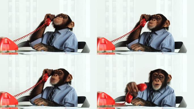 黑猩猩电话服务