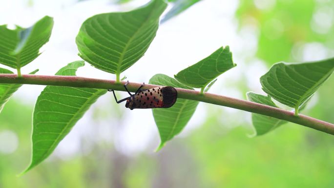 斑衣蜡蝉