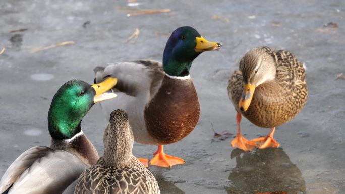几只绿头鸭成群结队地站在结冰的池塘上