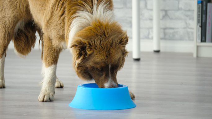 美丽的边境牧羊犬正在家里吃蓝色碗里的狗粮
