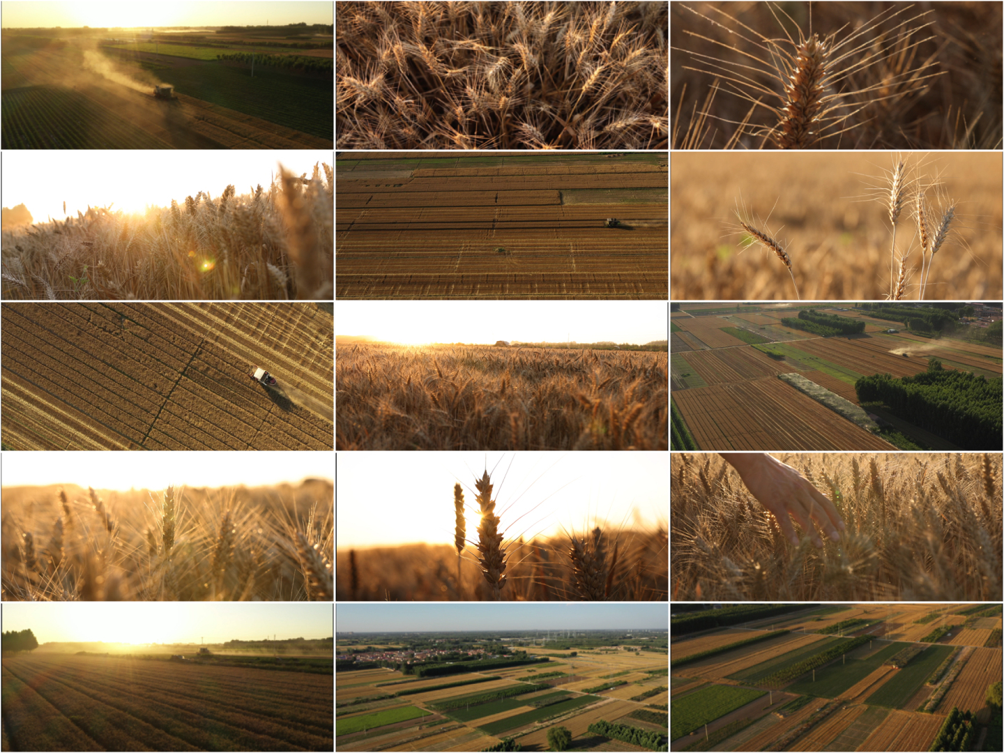 金色的麦田丰收的季节小麦收割